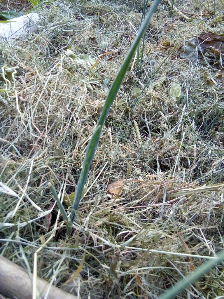 How to grow leeks through summer: a closer look at my young leek plants in early July as they settle into the garden bed and continue growing.