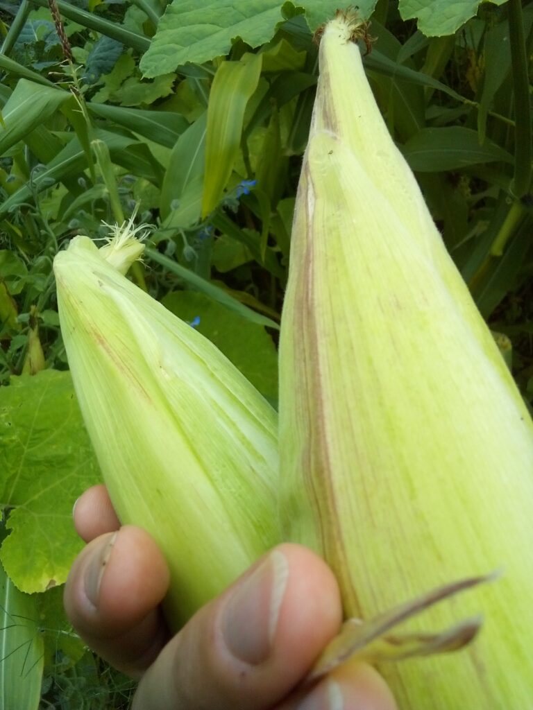 How to boil corn on the cob: my homegrown Bantam corn is peeled, cleaned and ready to go into a pot of boiling water for a very simple summer side