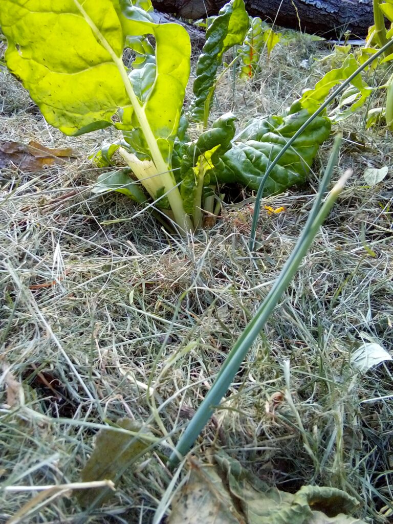How to grow leeks in my garden: young leek plants growing in the mulched vegetable bed in early July, showing their progress after transplanting.