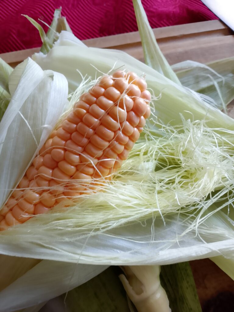 How to boil corn on the cob the way I do it at home: I put the cleaned Bantam corn into boiling water and cook the fresh cobs for about 10 minutes.