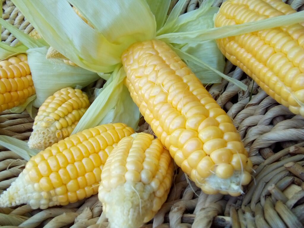 How to boil corn on the cob in my kitchen: after about 10 minutes in water, our homegrown Bantam sweet corn is cooked and ready for the family to eat.