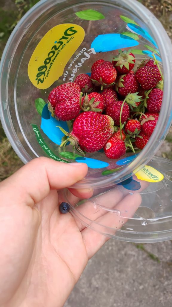Freshly picked garden strawberries with natural surface dirt before washing