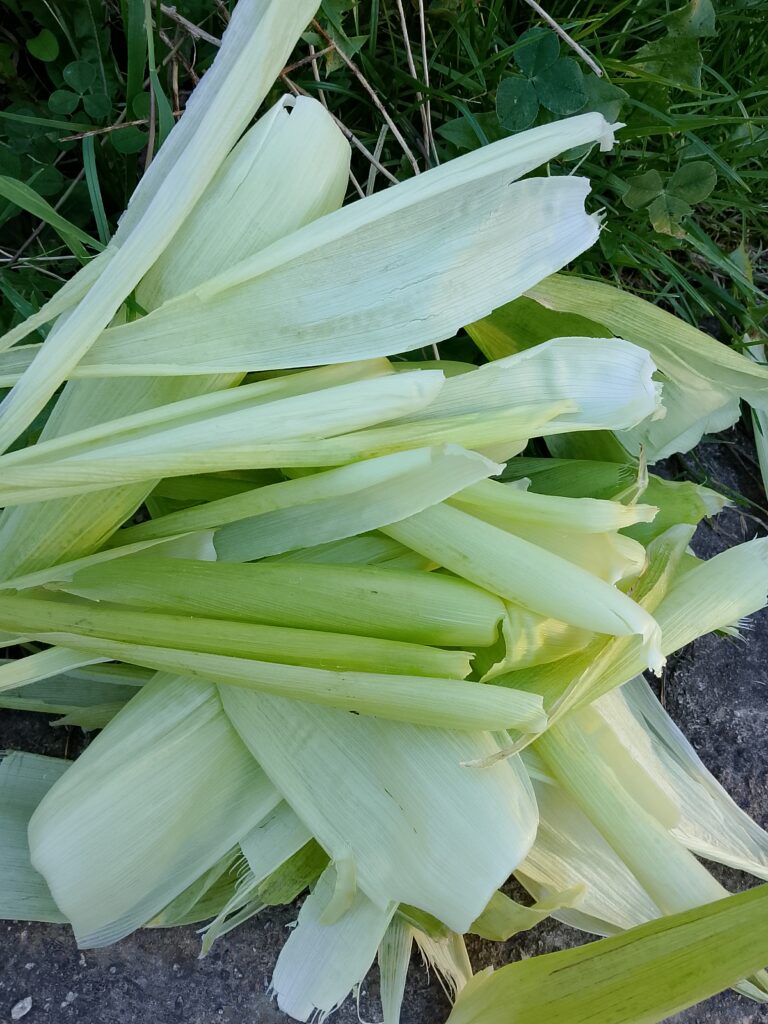 How to store fresh picked corn using its own husks as natural food wrap. Close-up of Golden Bantam heirloom sweet corn surrounded by a thin protective layer of green leaves, illustrating a plastic-free garden harvest storage habit.