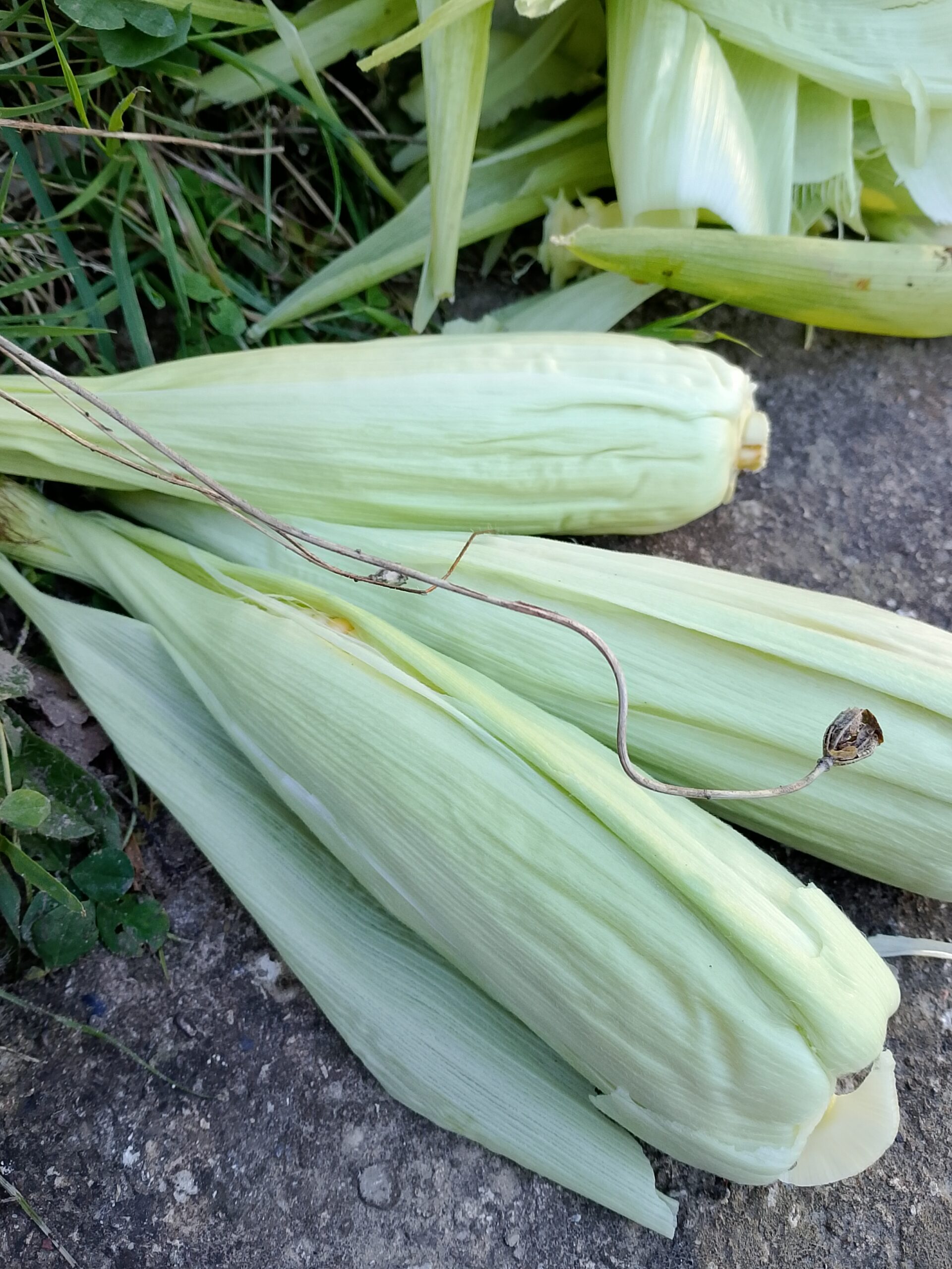 How to Store Fresh Picked Corn – My Simple Garden Trick