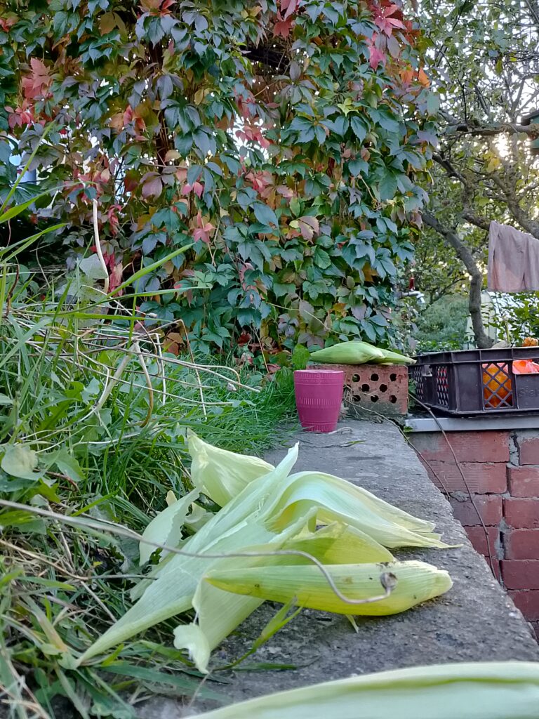 How to store fresh picked corn until family cooking day. Golden Bantam sweet corn freshly shucked and ready to cook after short-term refrigerator storage, bringing homegrown heirloom vegetables from the garden to a simple family meal.
 Copy