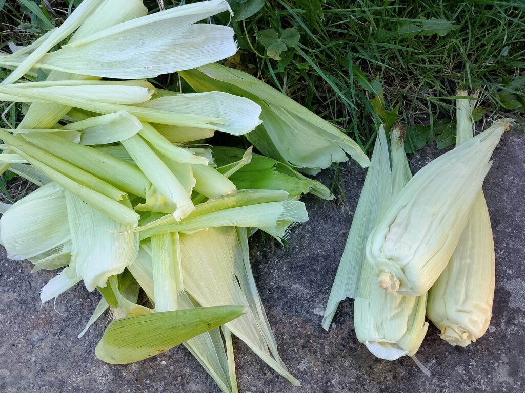 How to store fresh picked corn in the refrigerator for two to three days before cooking. Fresh Golden Bantam sweet corn harvested from the garden with some husks left intact to reduce moisture loss during short-term storage.