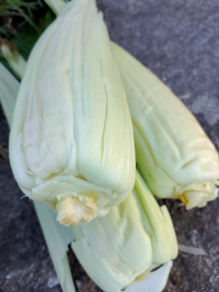 How to store fresh picked corn with husks on to help protect the kernels from drying out. Golden Bantam sweet corn cobs wrapped in their natural inner leaves, showing a simple garden-to-fridge storage method without extra plastic wrap.
 Copy