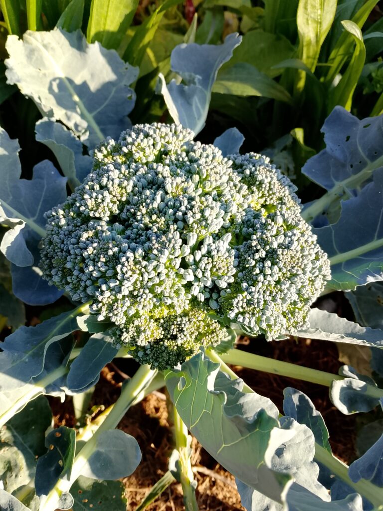 How to meal prep vegetables for the week: broccoli cooked until just tender can be prepared ahead and kept separately for quick vegetable sides during the next days.