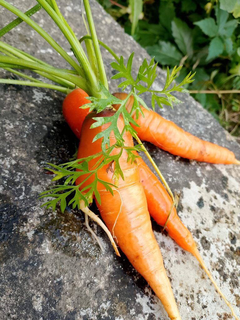 How to meal prep vegetables for the week: cooked carrots are easy to prepare ahead and keep separately, ready for a quick side dish or our little vegetable buffet.