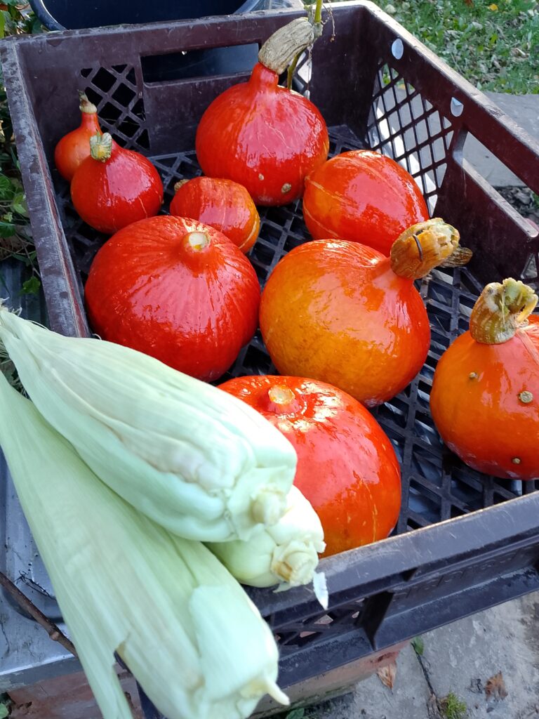 How to store fresh picked corn after harvesting Golden Bantam sweet corn from the home garden. Freshly harvested heirloom corn cobs with green husks still attached, ready for refrigerator storage to help preserve moisture before cooking.